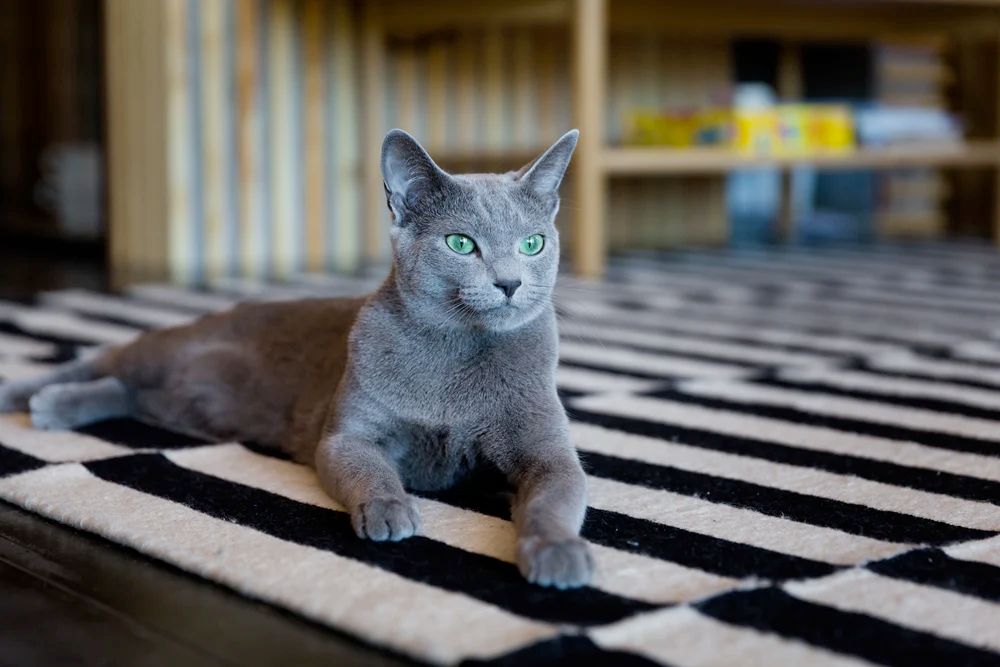 Memorial photo of Luna