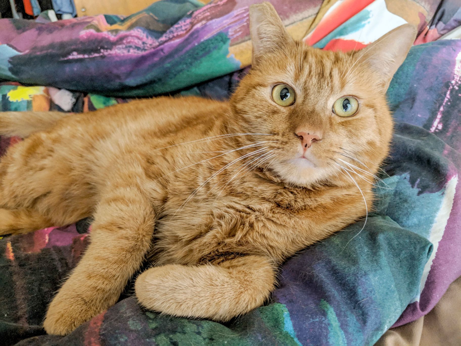 Memorial photo of Milo