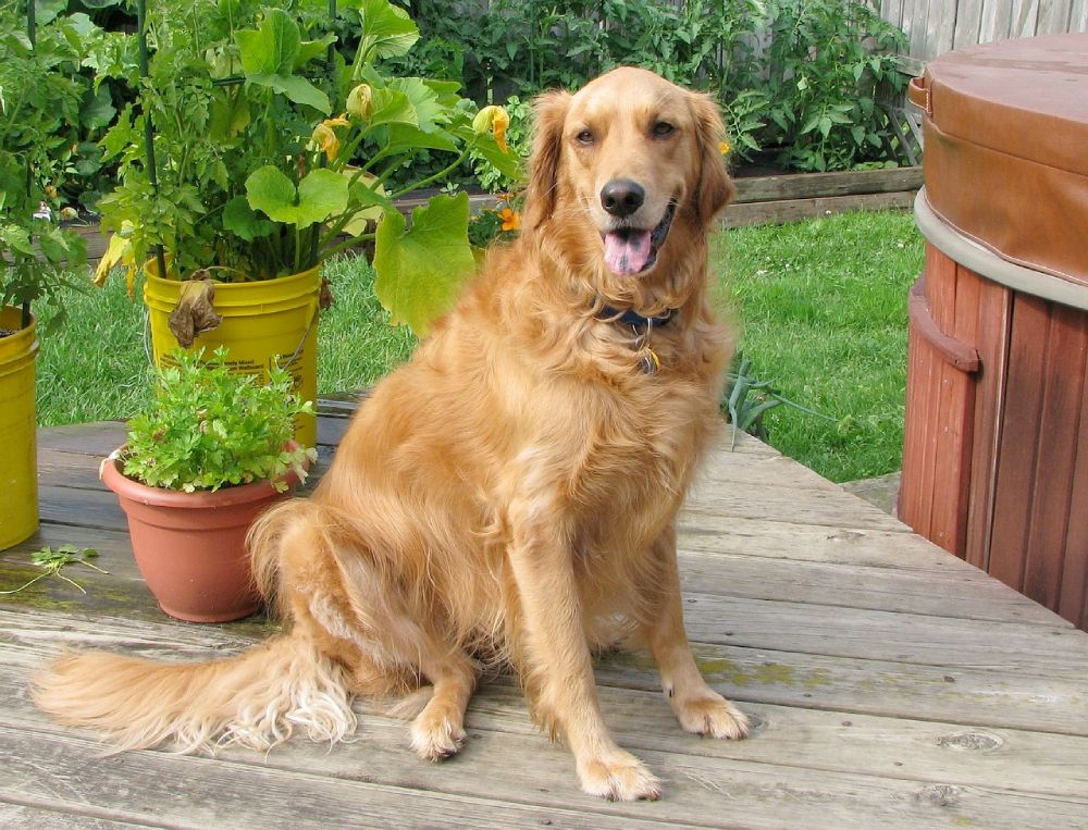 Memorial photo of Buddy