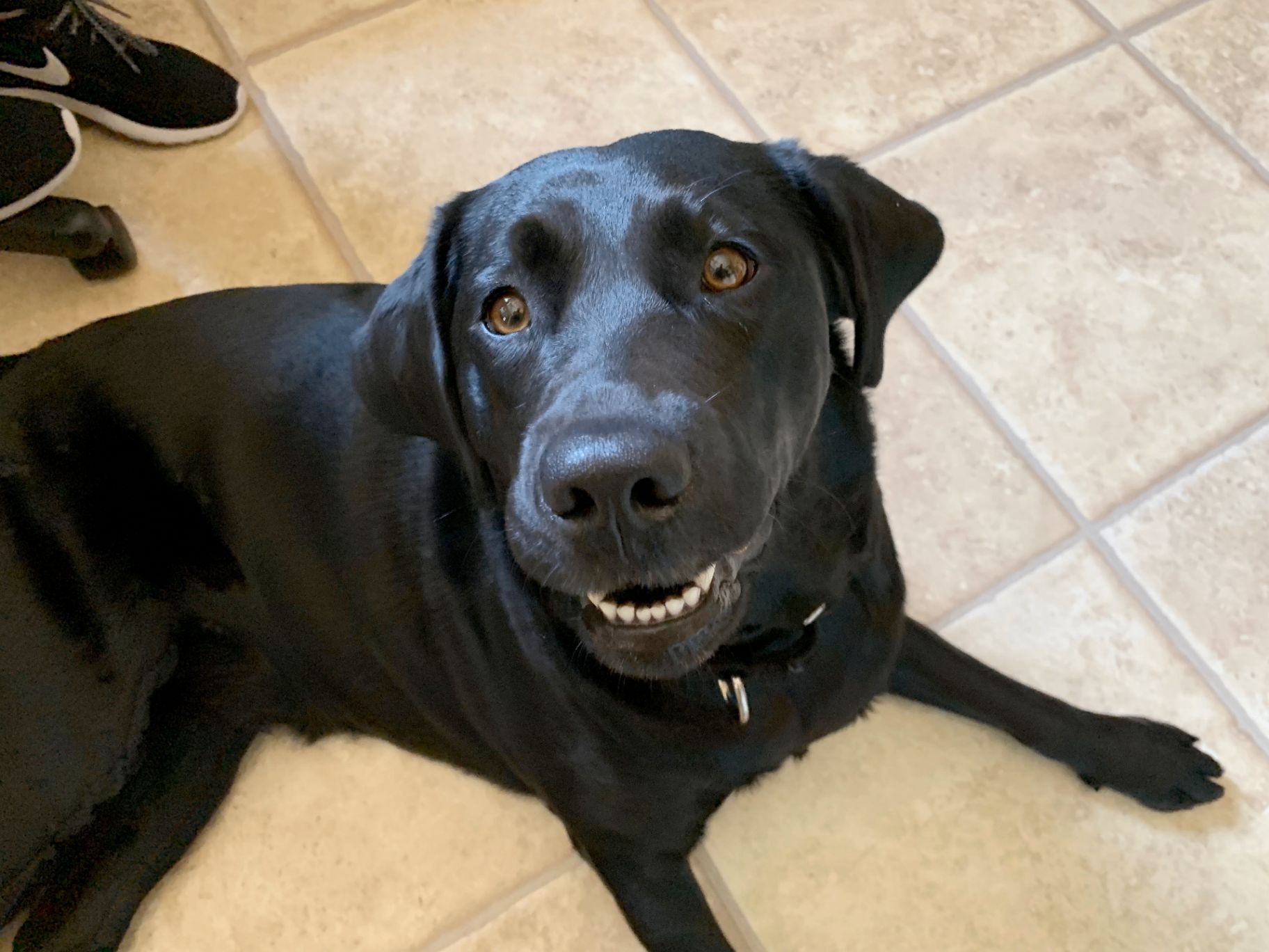 Memorial photo of Shadow