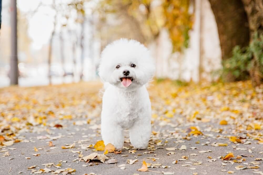Memorial photo of Daisy