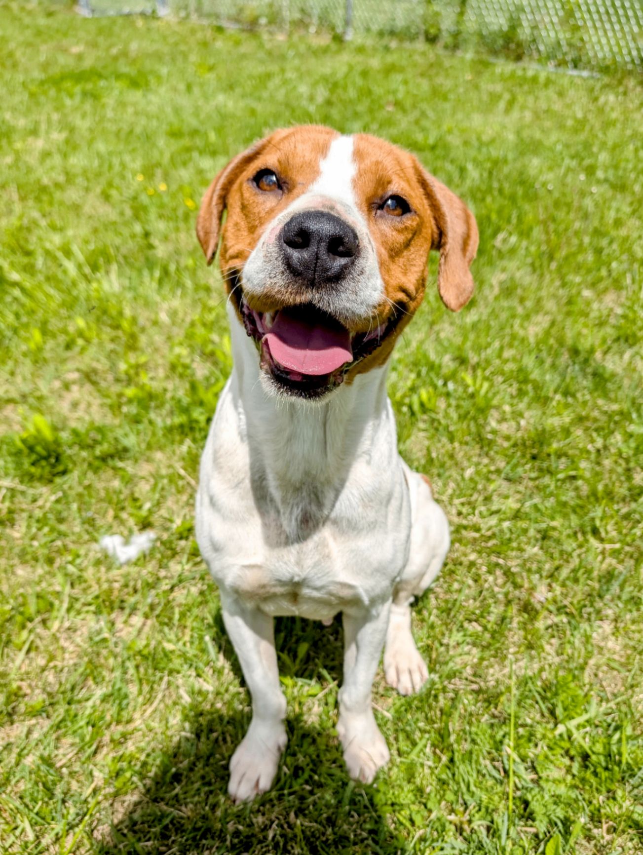 Memorial photo of Scout