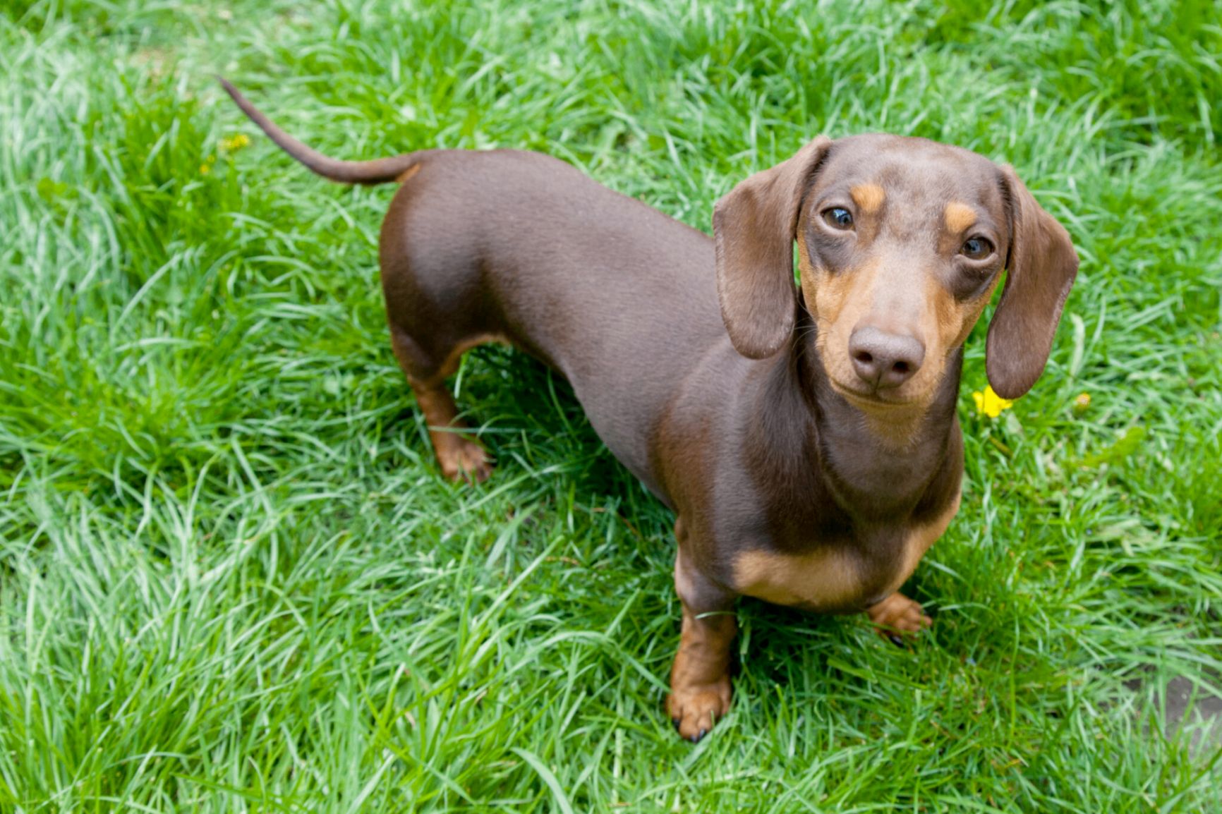 Memorial photo of Oscar