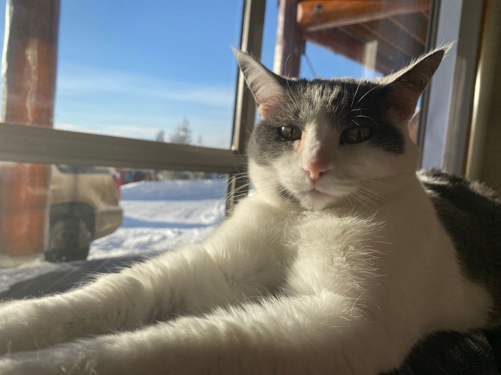 Memorial photo of Skittles