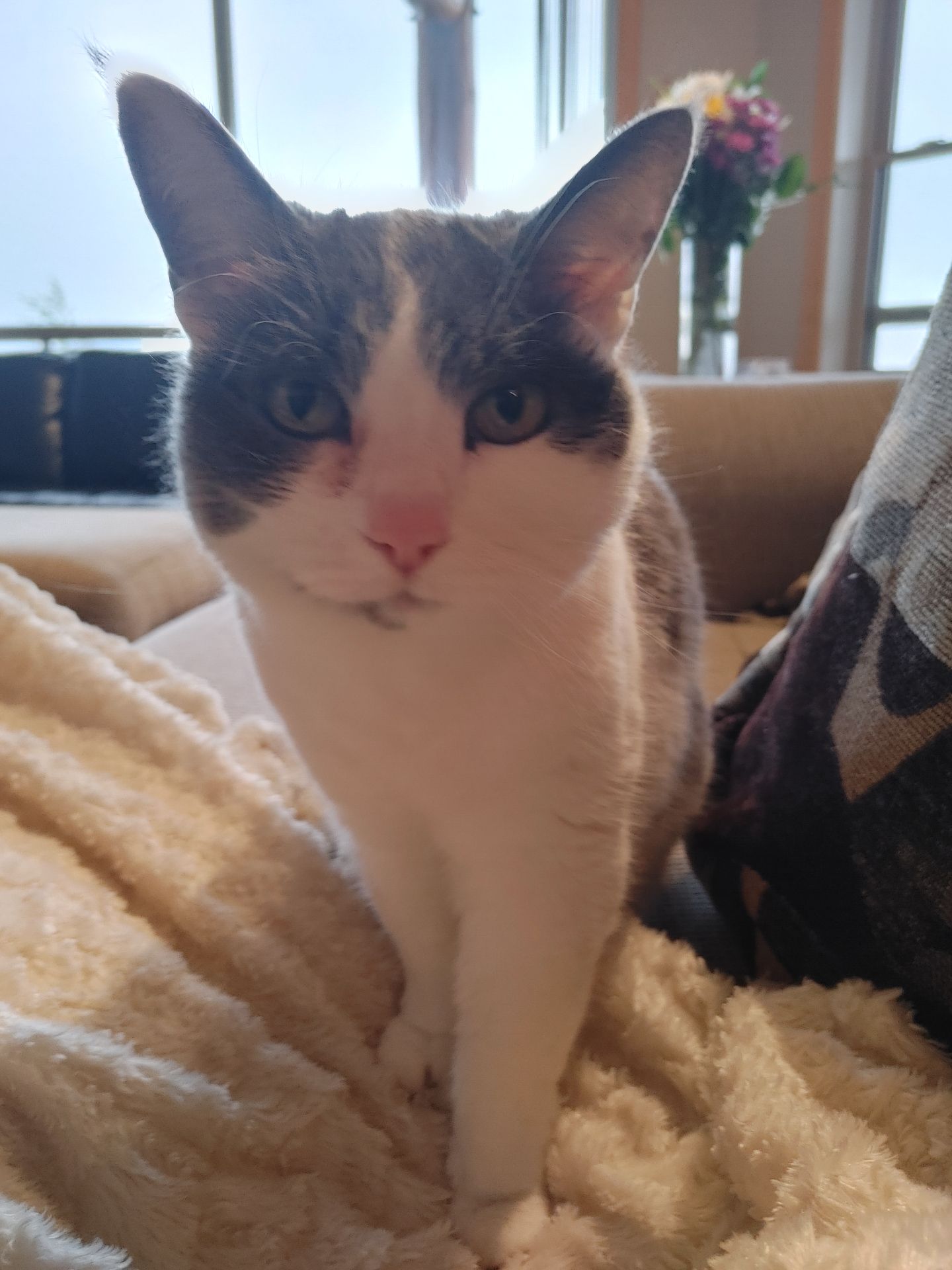 Skittles, a beloved therapy cat