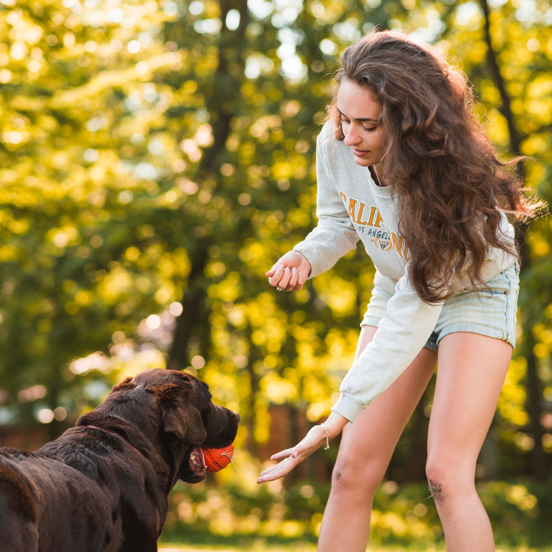 Therapy dog in a training session with its handler