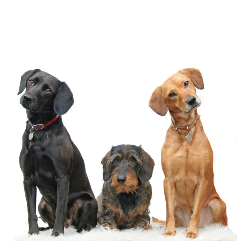Assisted Therapy Dog Adoption - Companion Paws Therapy Dogs